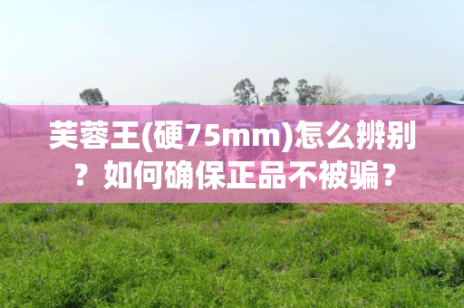 芙蓉王(硬75mm)怎么辨别？如何确保正品不被骗？